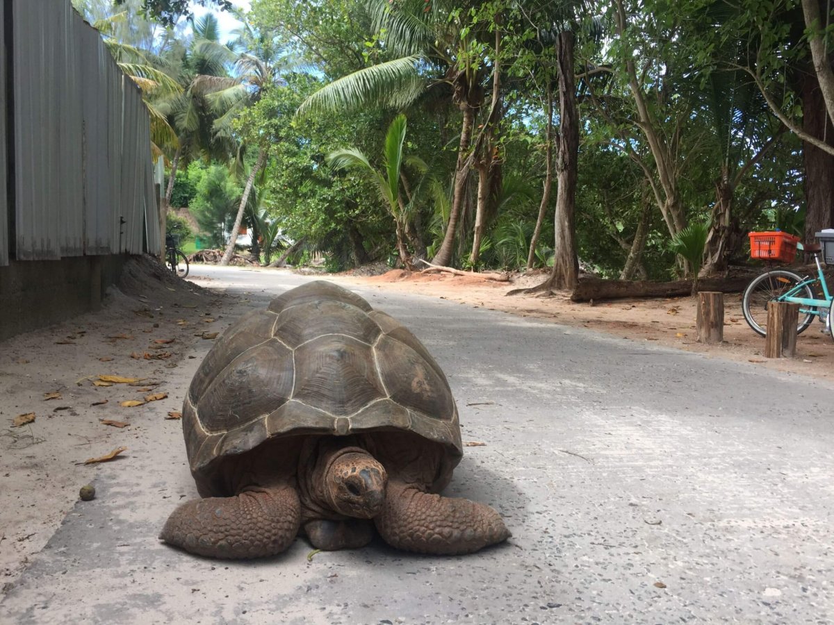 Volně žijící želvy obrovské na ostrově.. Neni lepší místo na šlofíka, než uprostřed silnice :)