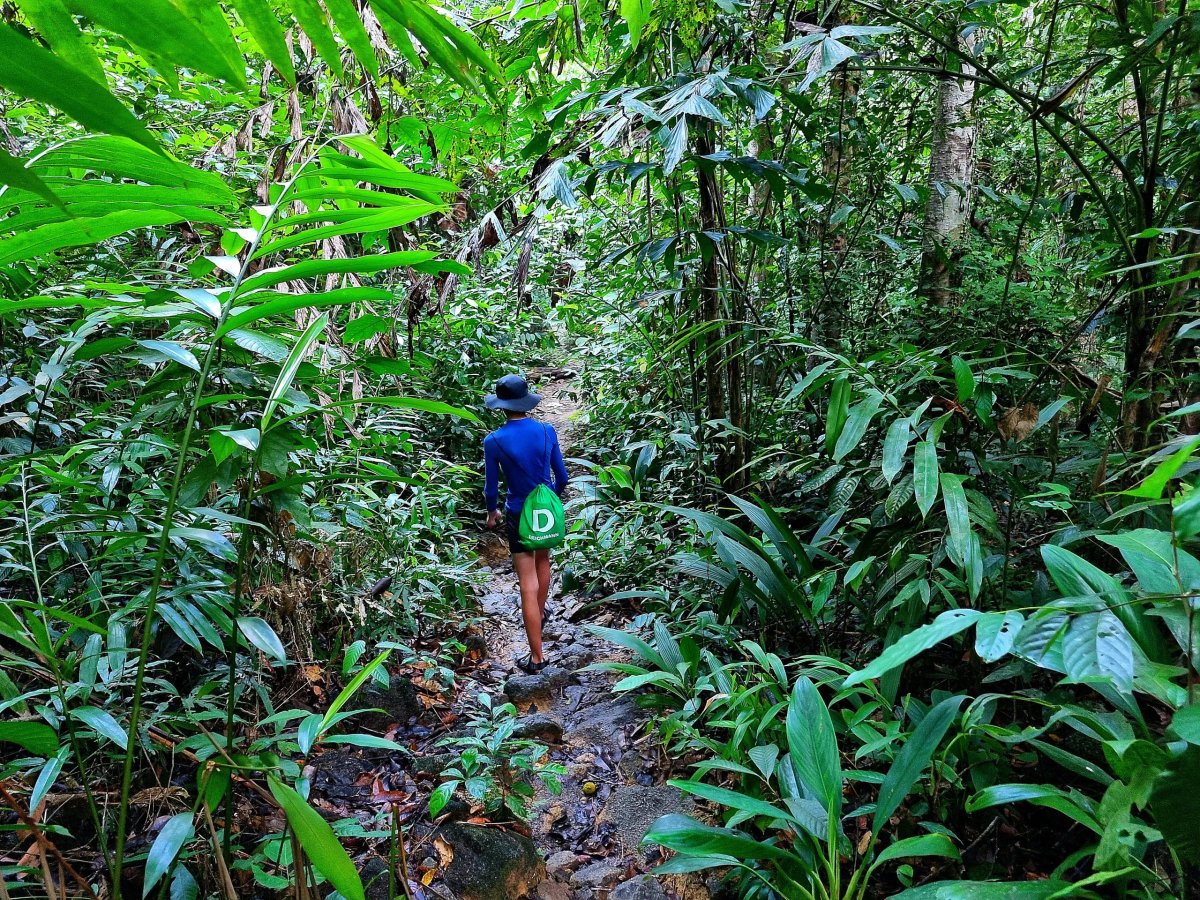 Jungle tracking
