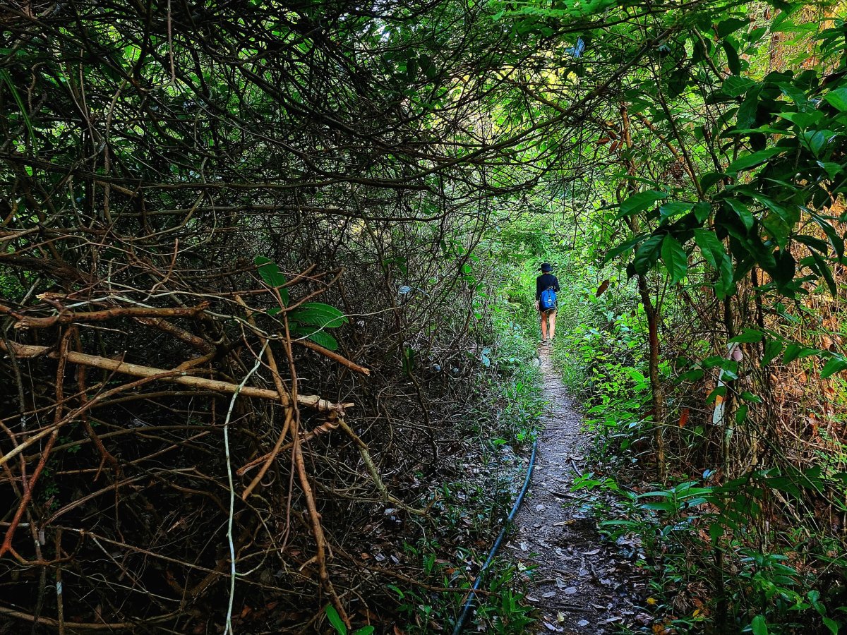 Jungle tracking