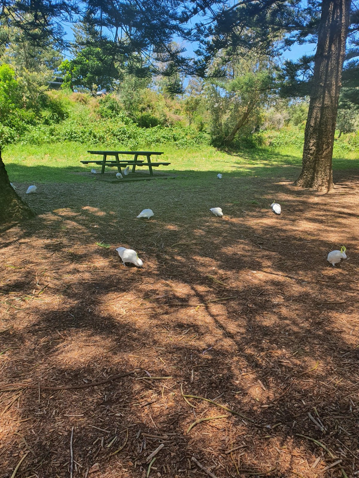 V parku jsou všude papoušci.