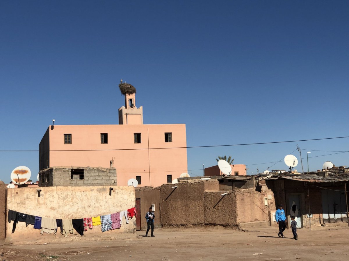 čápi létají do Maroka na zimu i z čech