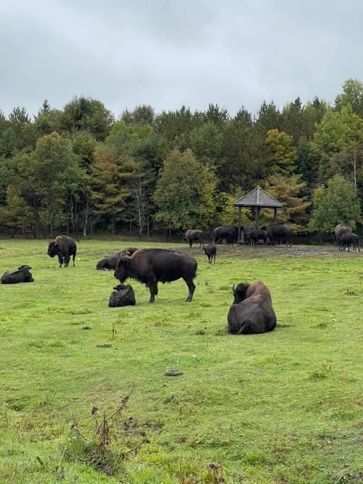 Don´t feed the Buffalo!