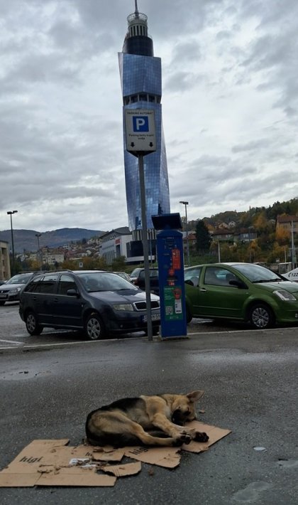Toulavý pes od-počívá před jed-nou z dominant Sarajeva