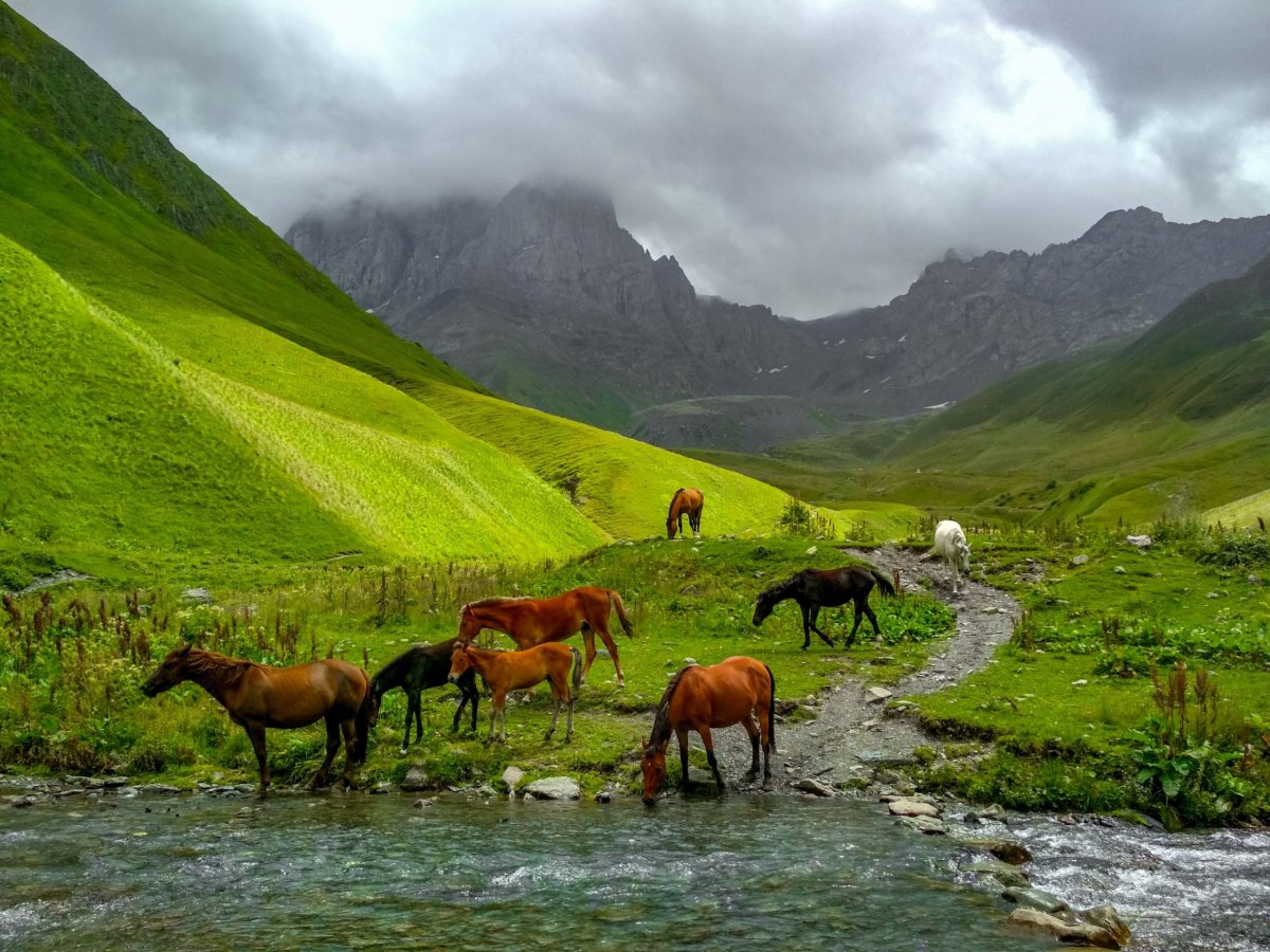 Stádo koní v údolí pod masívem Chaukhi