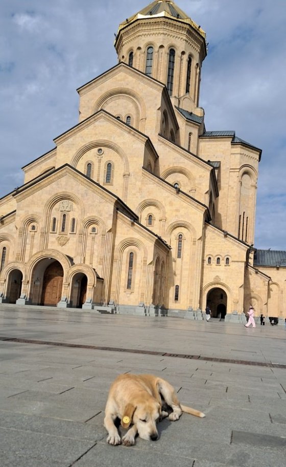 Holy Trinity Church a typičtí toulaví psi