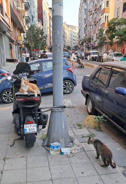 Kočky jsou všudypřítoné