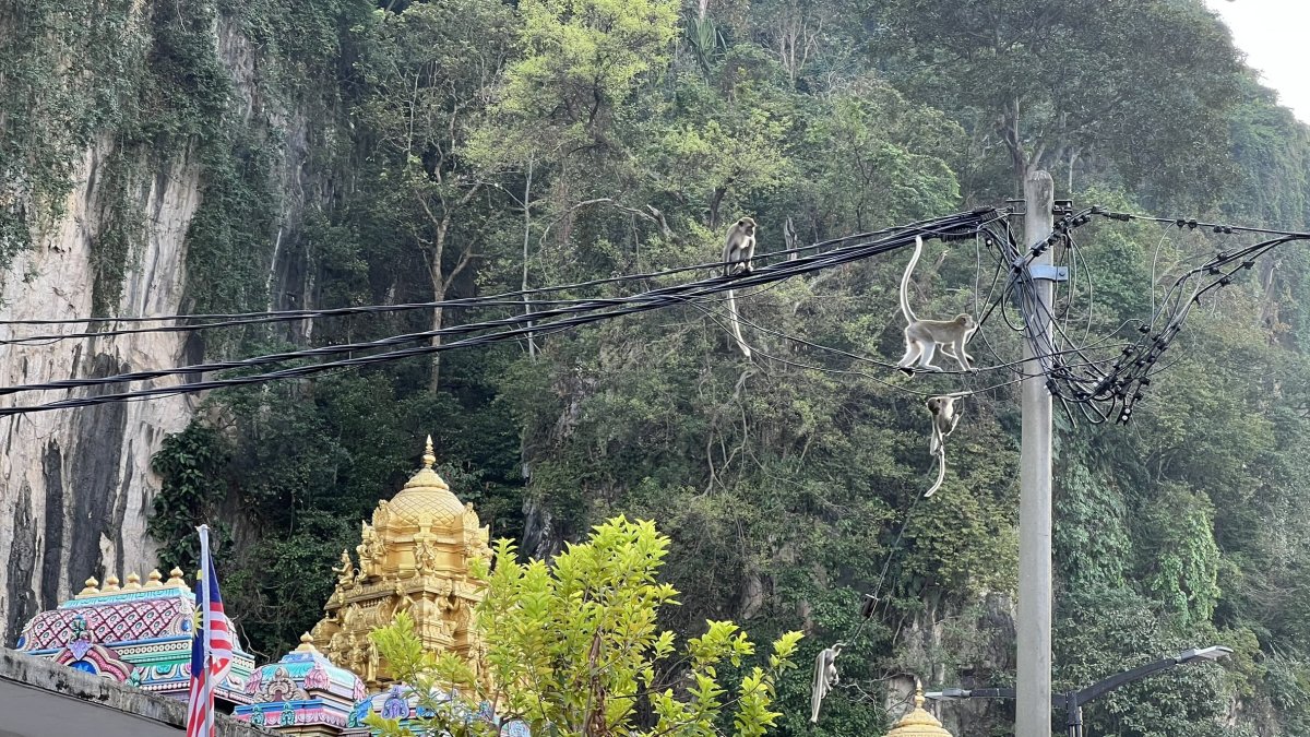 Opice vyhání holuby z drátů