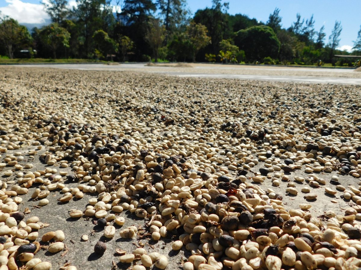 Kávová zrna sušící se na slunci