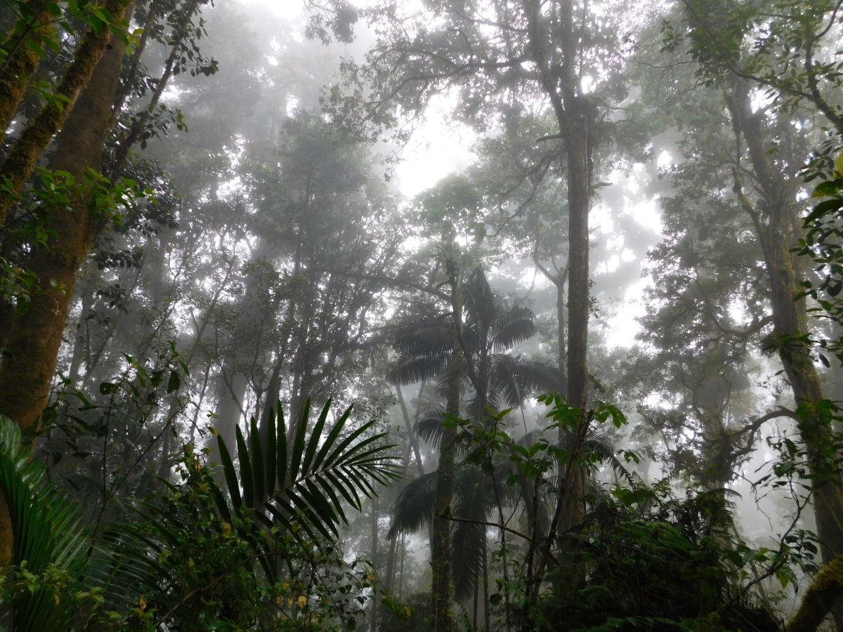 Stezka El Sendero los Quetzales