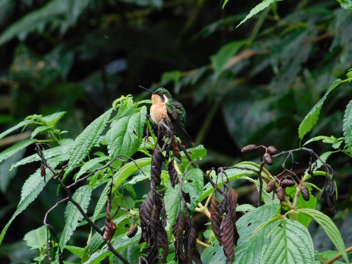 Když ne quetzala, tak alespoň kolibříka