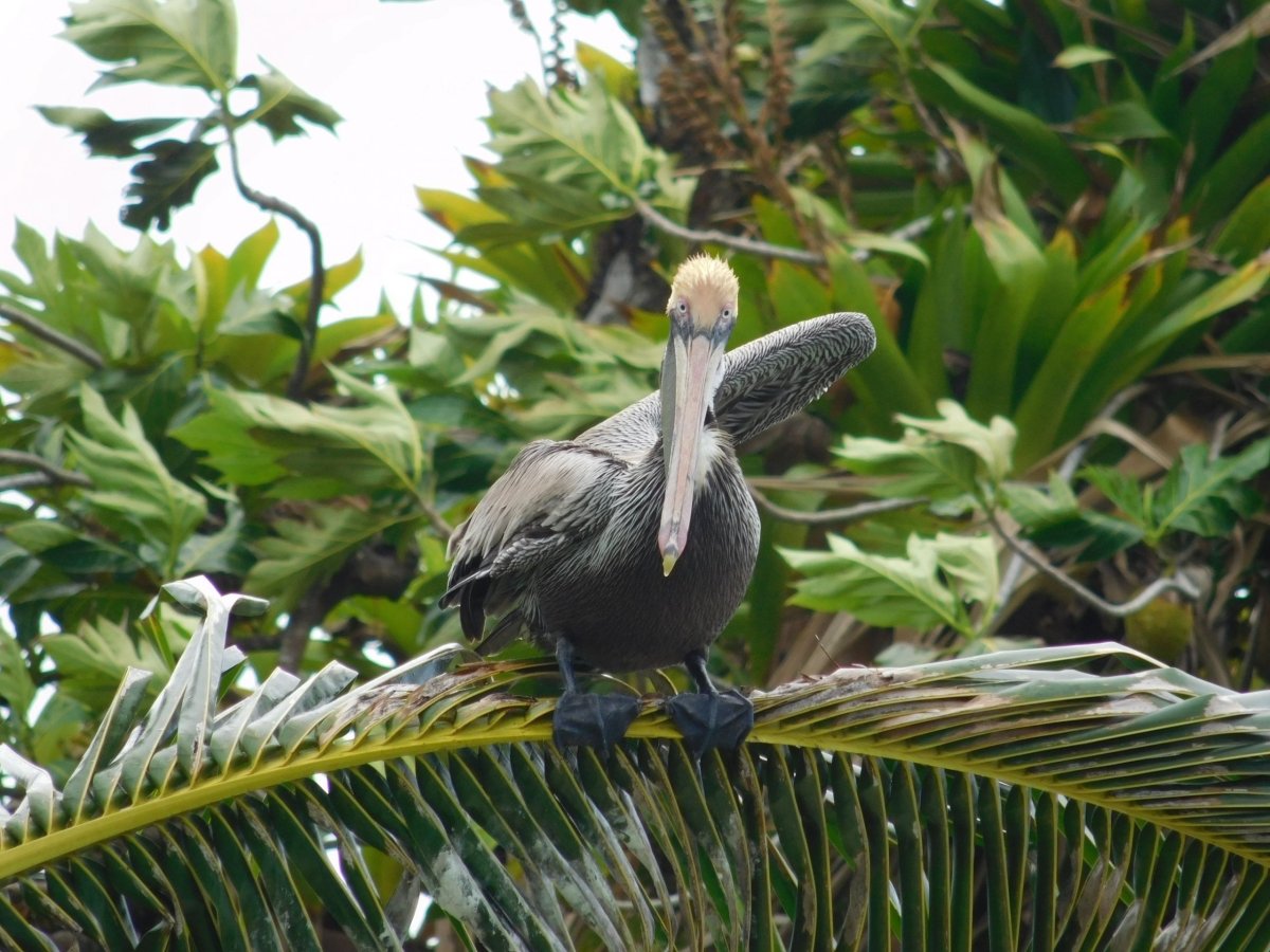 Pelikán na ostrůvku Zapatilla II