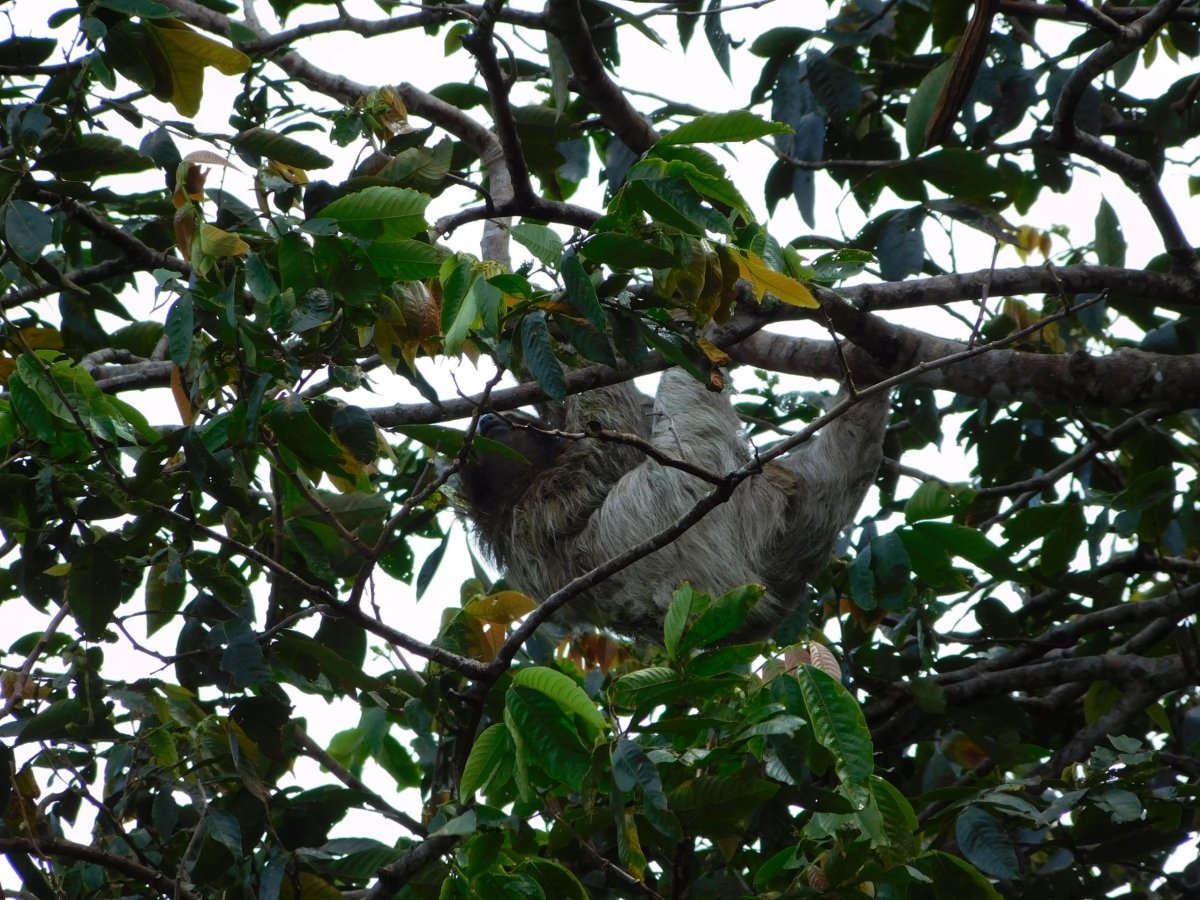 Lenochod na Green Acres Chocolate Farm