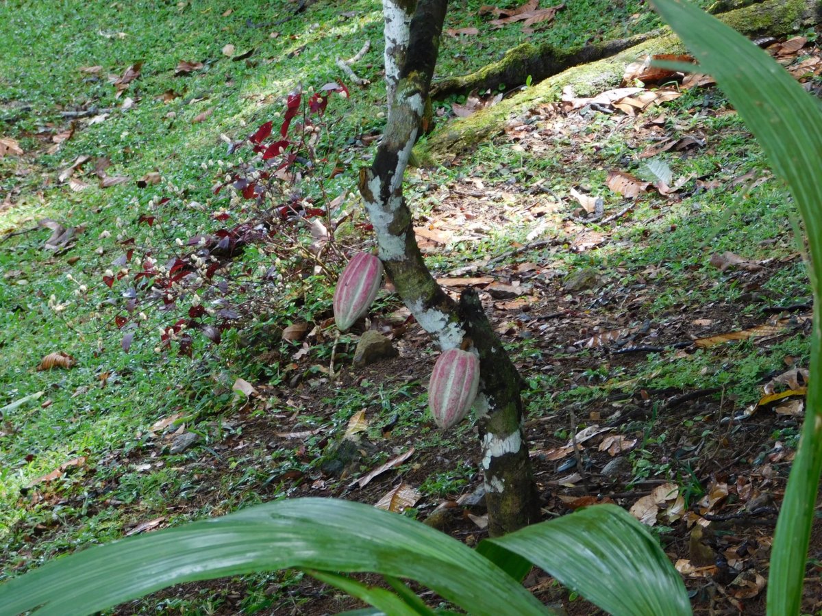 Plody kakaovníku na Green Acres Chocolate Farm