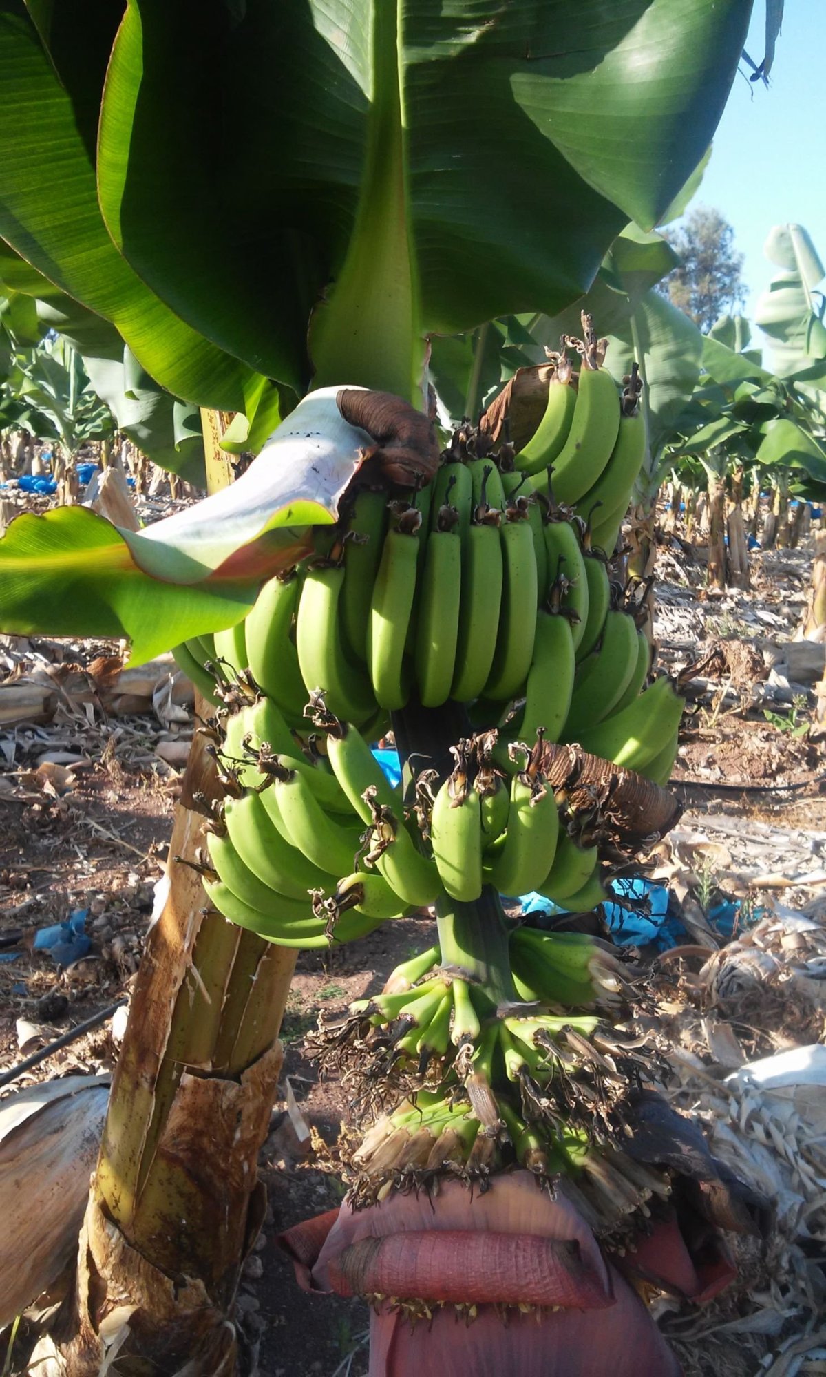Banánovník