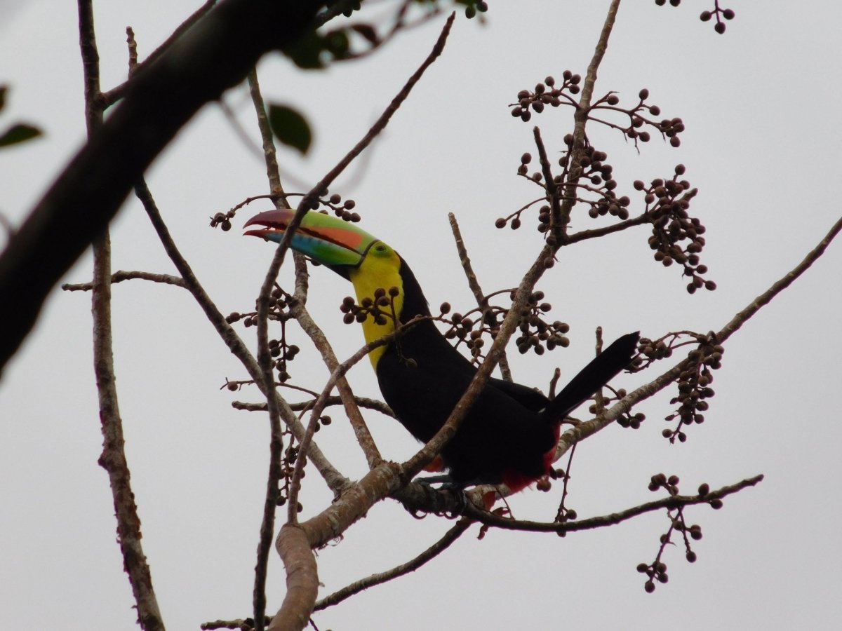 Tukan v městském parku