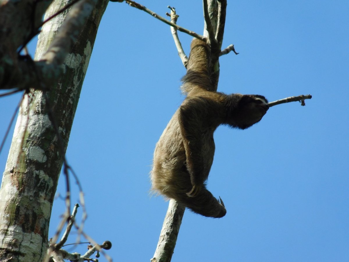 Lenochod v městském parku