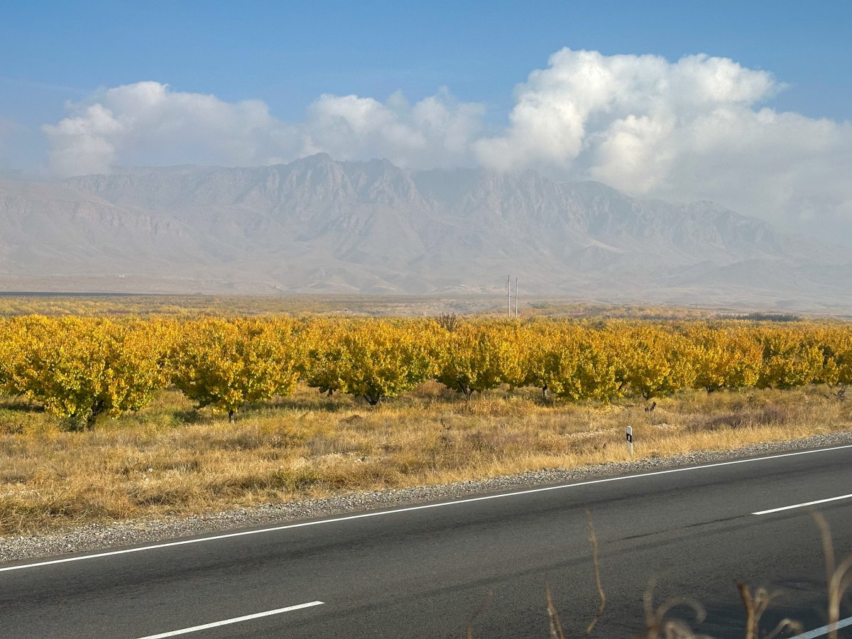 Aleje granátových jablek