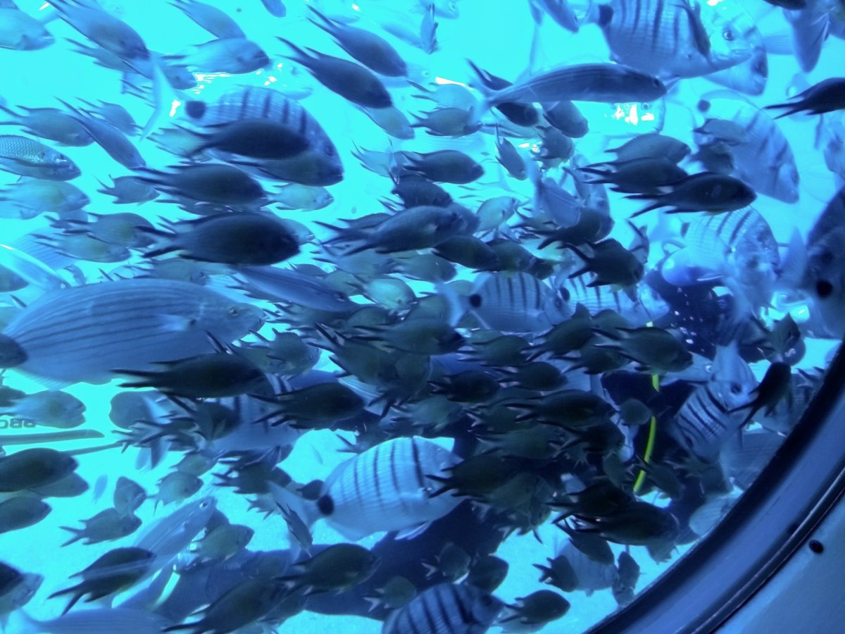 Akvárium 30 metrů pod hladinou