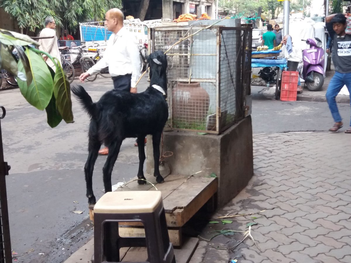 Kalkatské reálie II