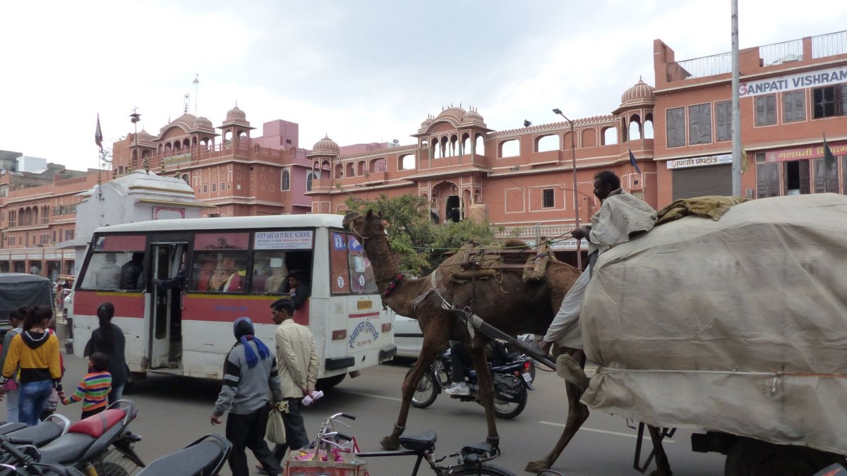 ...velbloudi. Prostě běžný všední den.