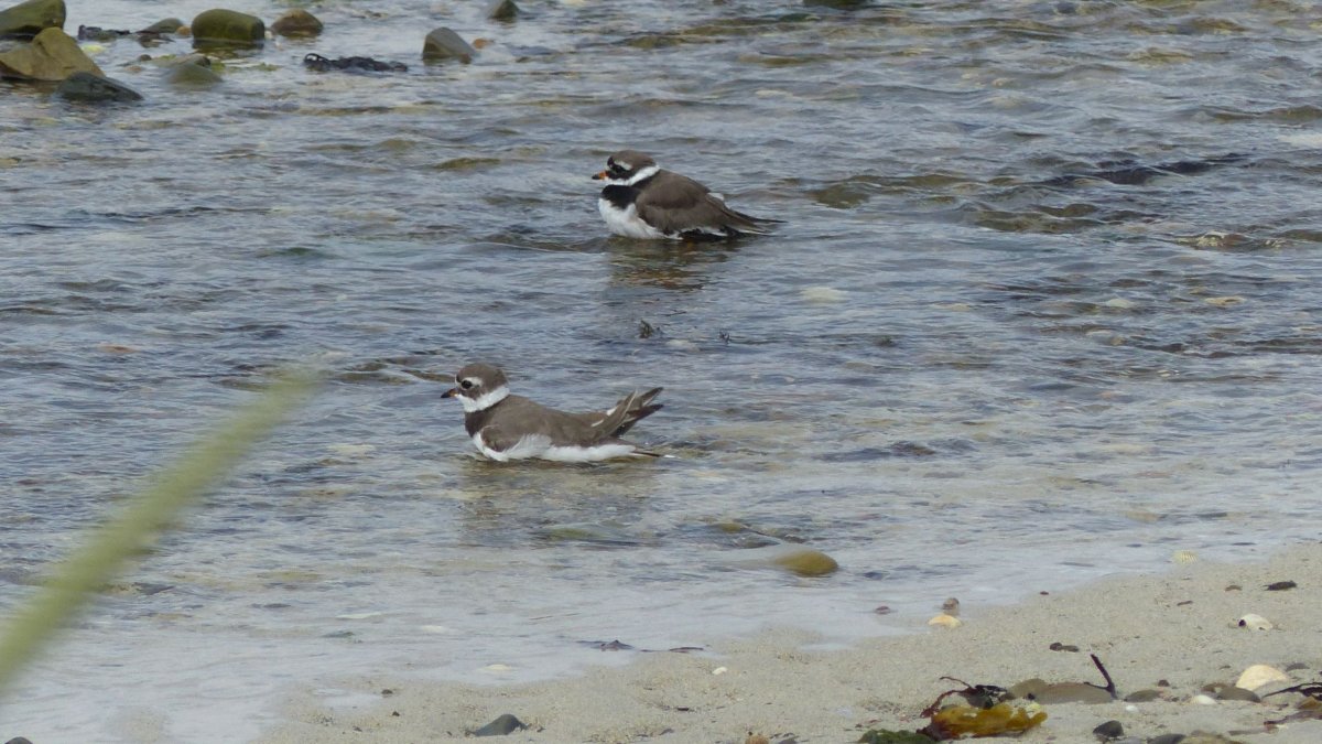 Dvojka Kulíků mořských