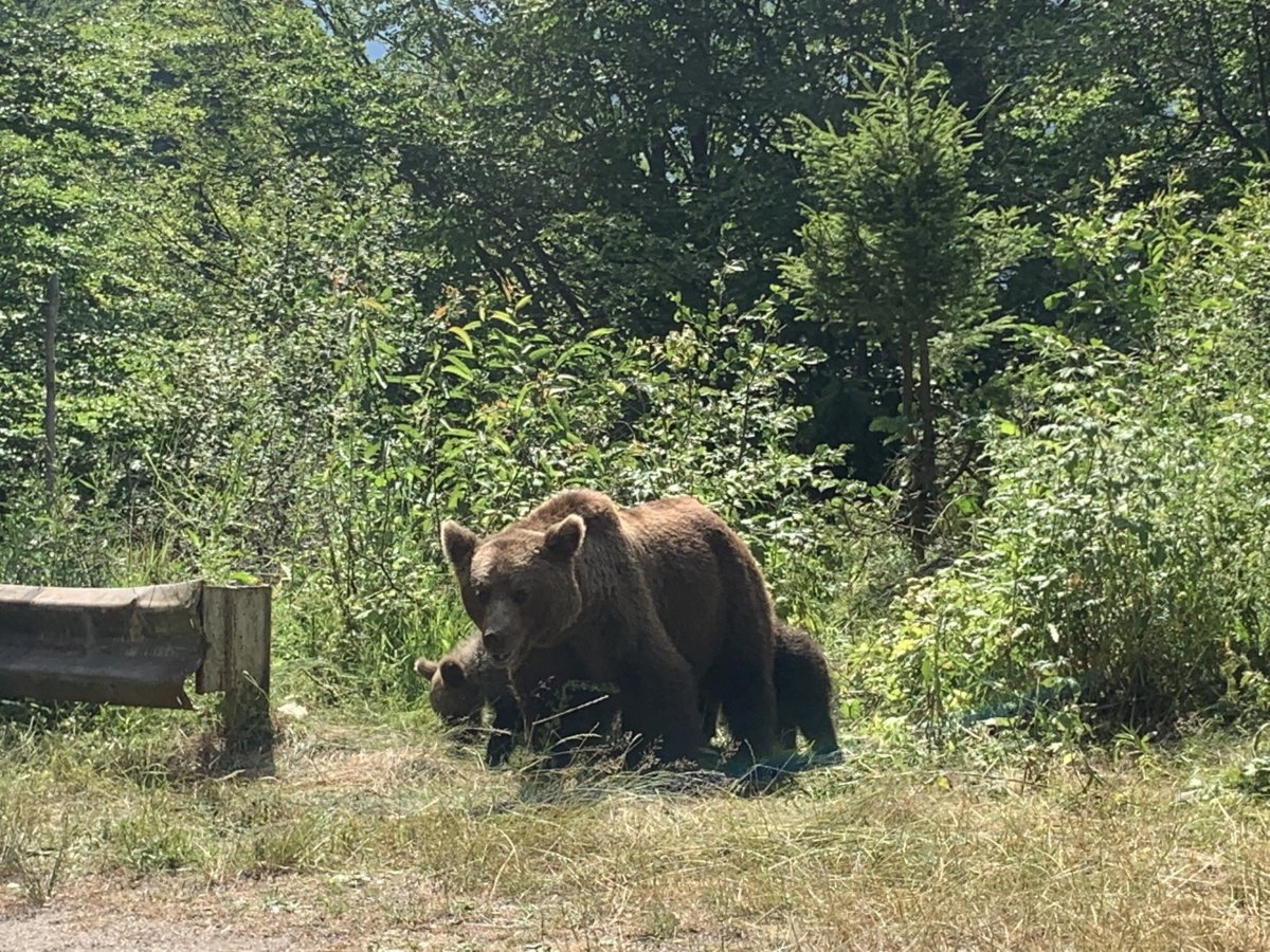 Medvědice s medvíďaty