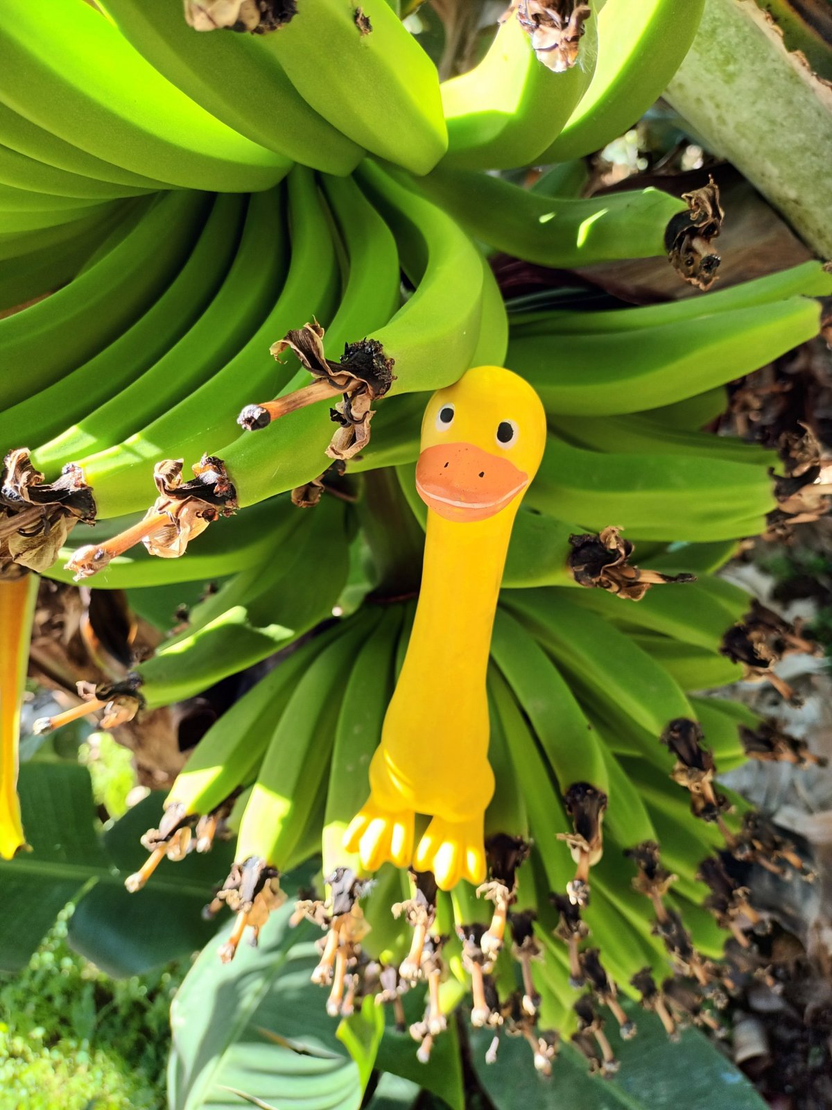 Já ty banány prostě žeru!