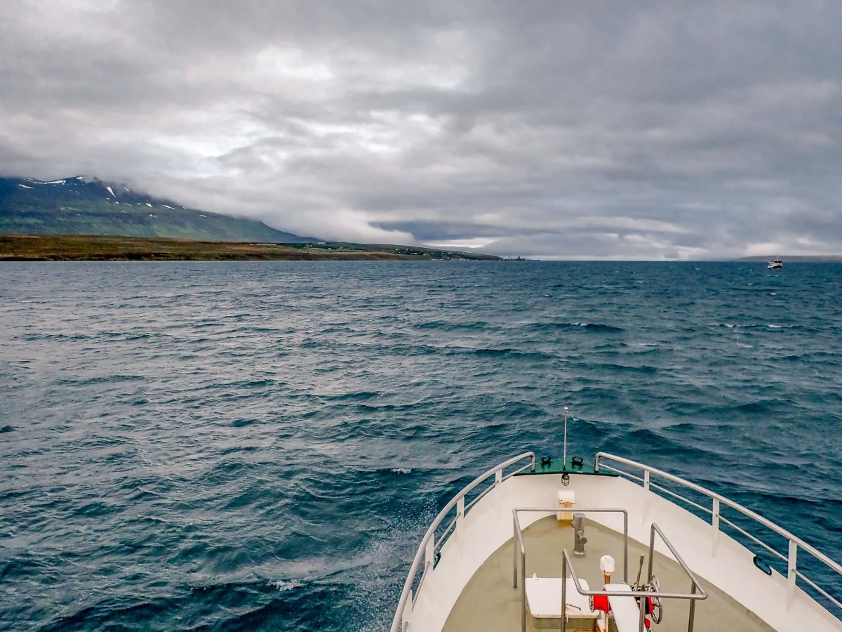 Akureyri - pozorování velryb