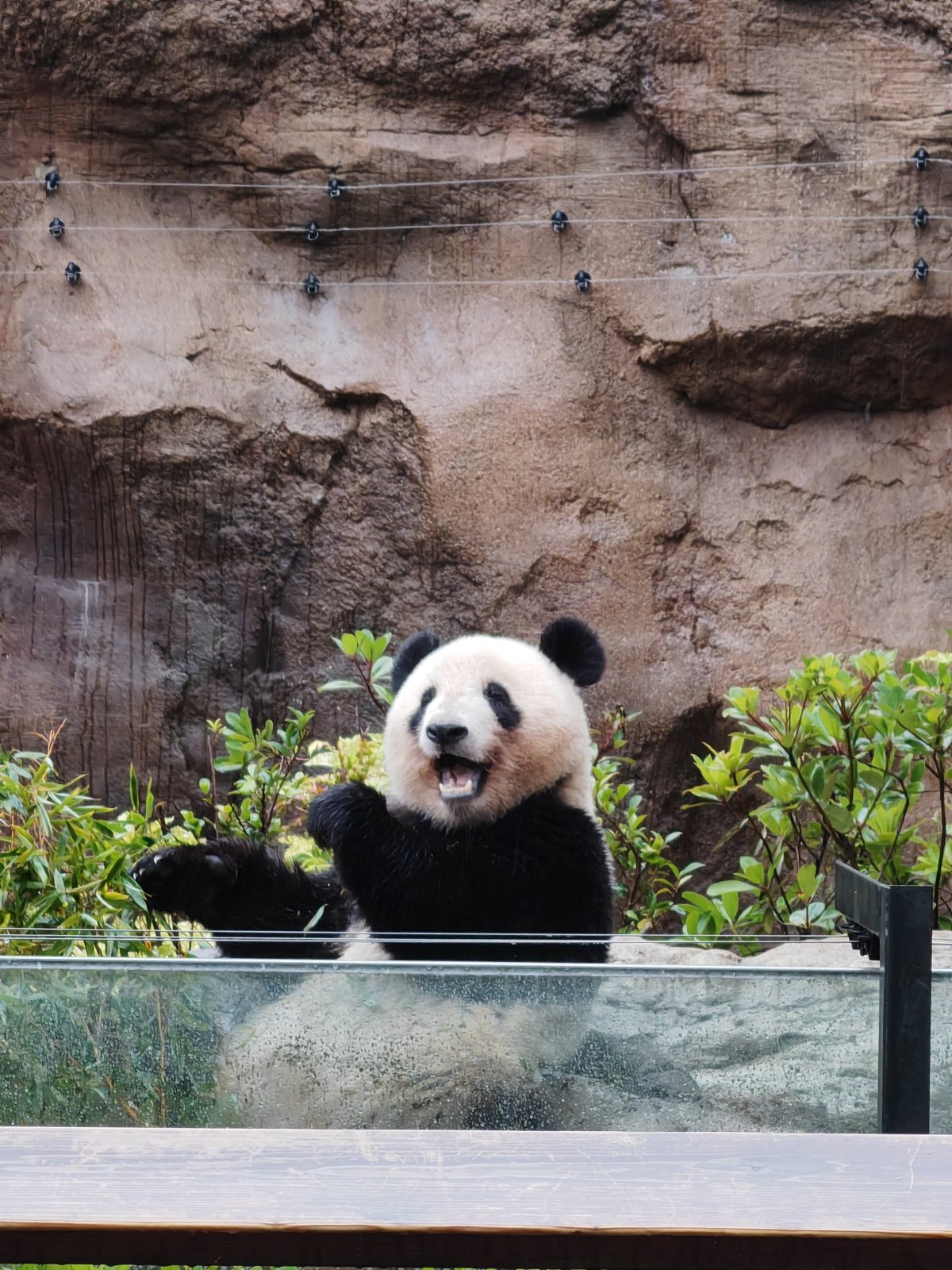 Medvídek panda