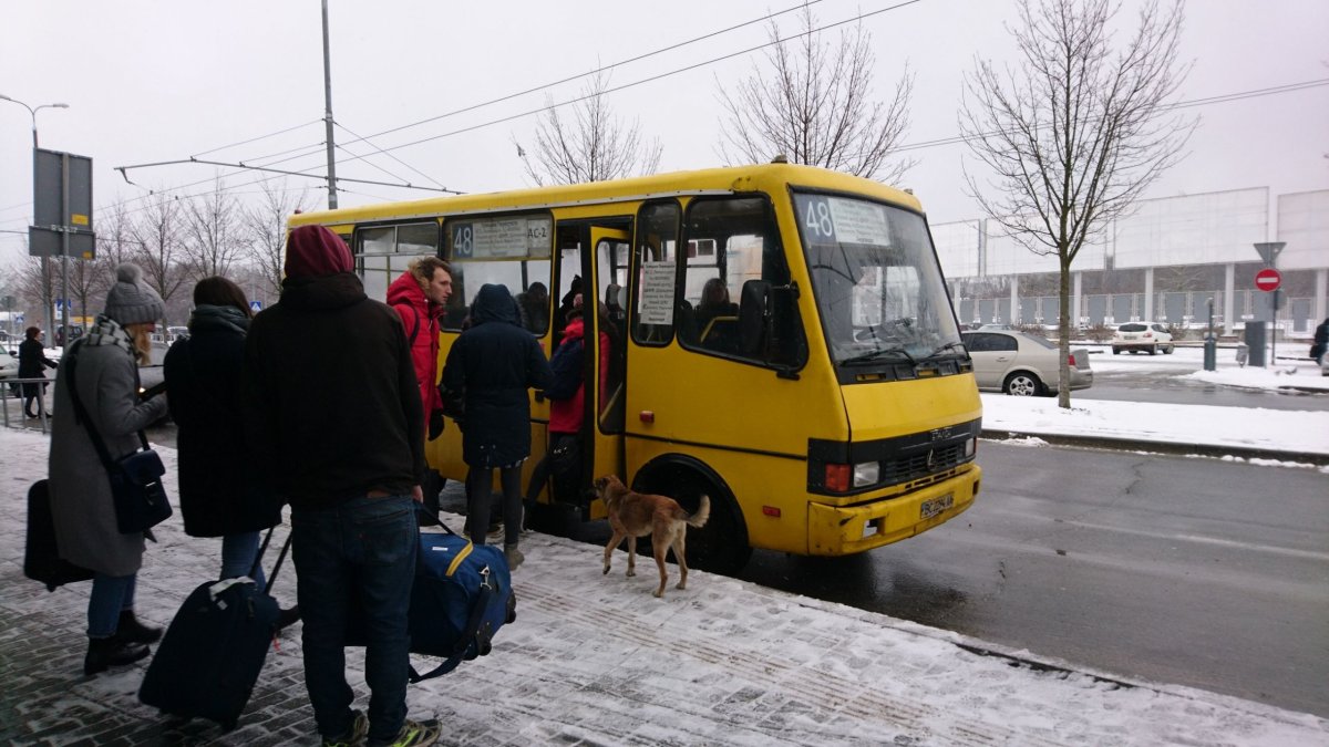 Maršrutka a toulavý pes