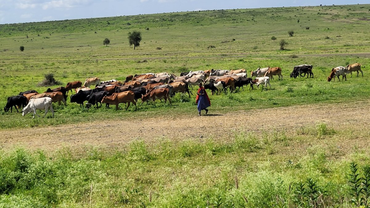 Masaj se svým stádem