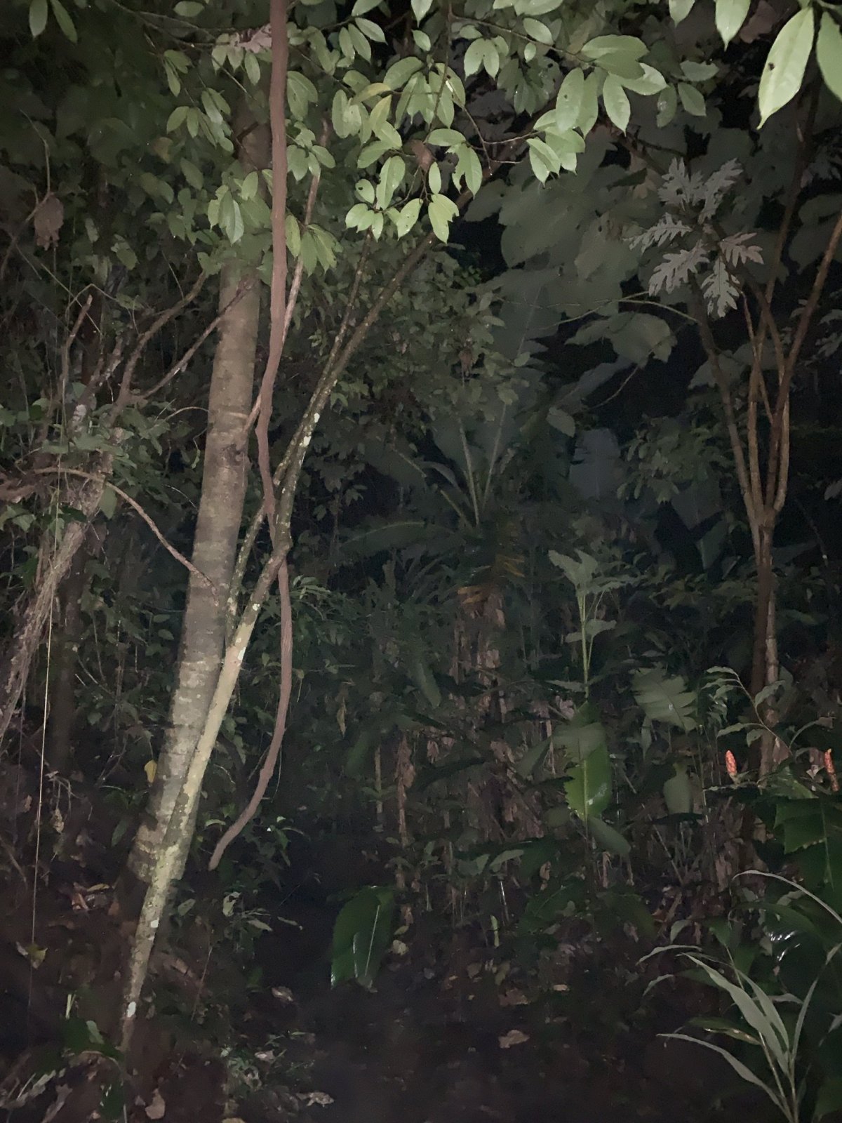 noční džungle