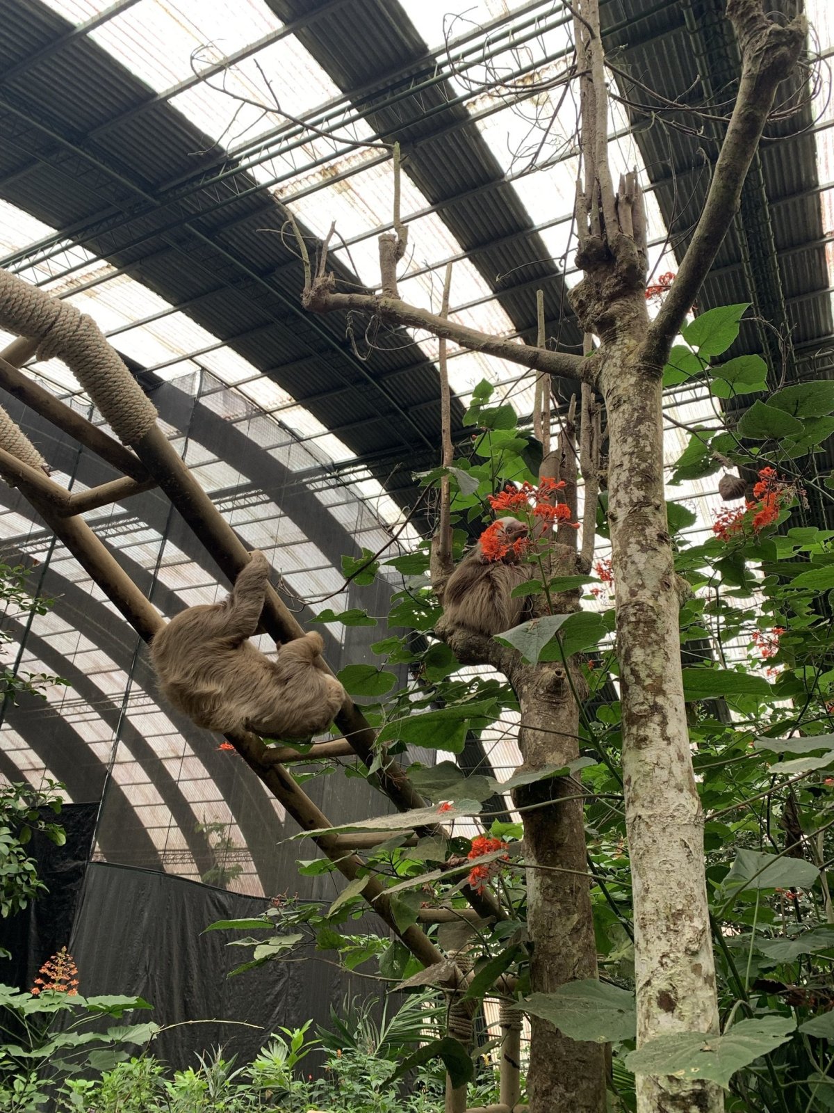 lenochodi v Monteverde