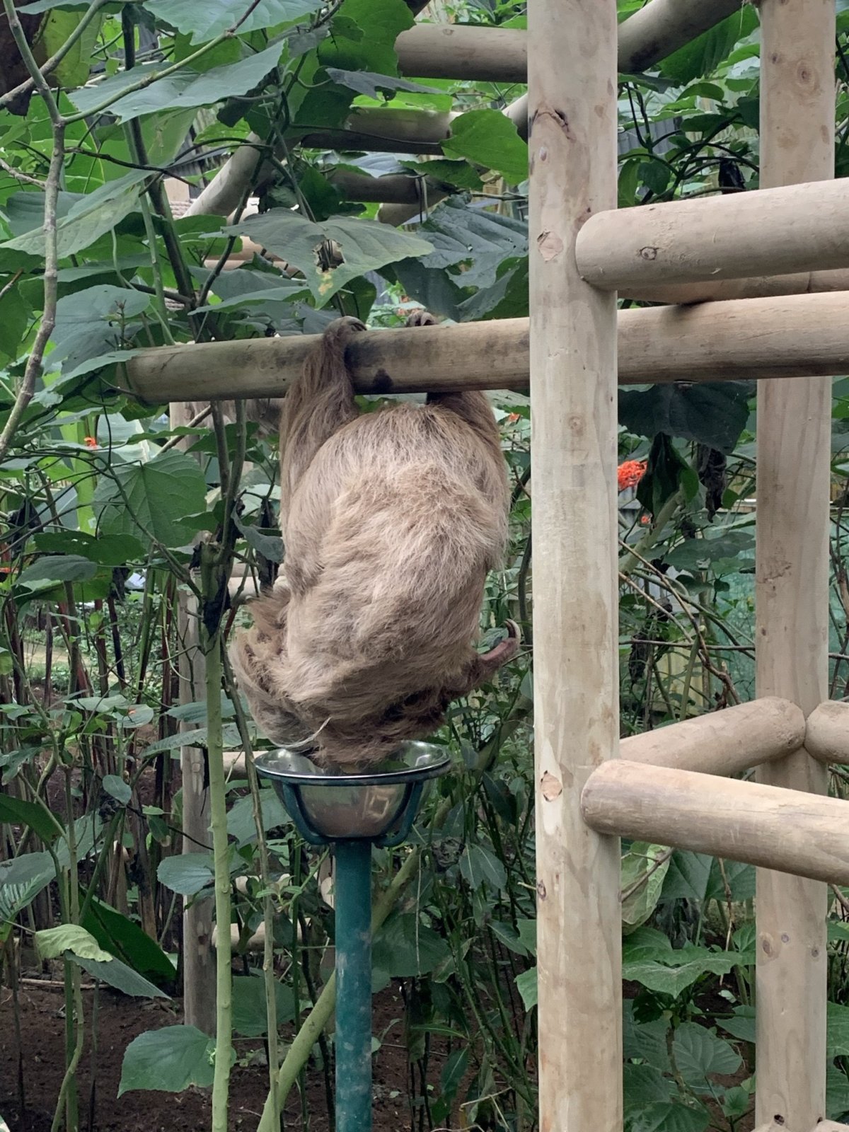 lenochodi v Monteverde