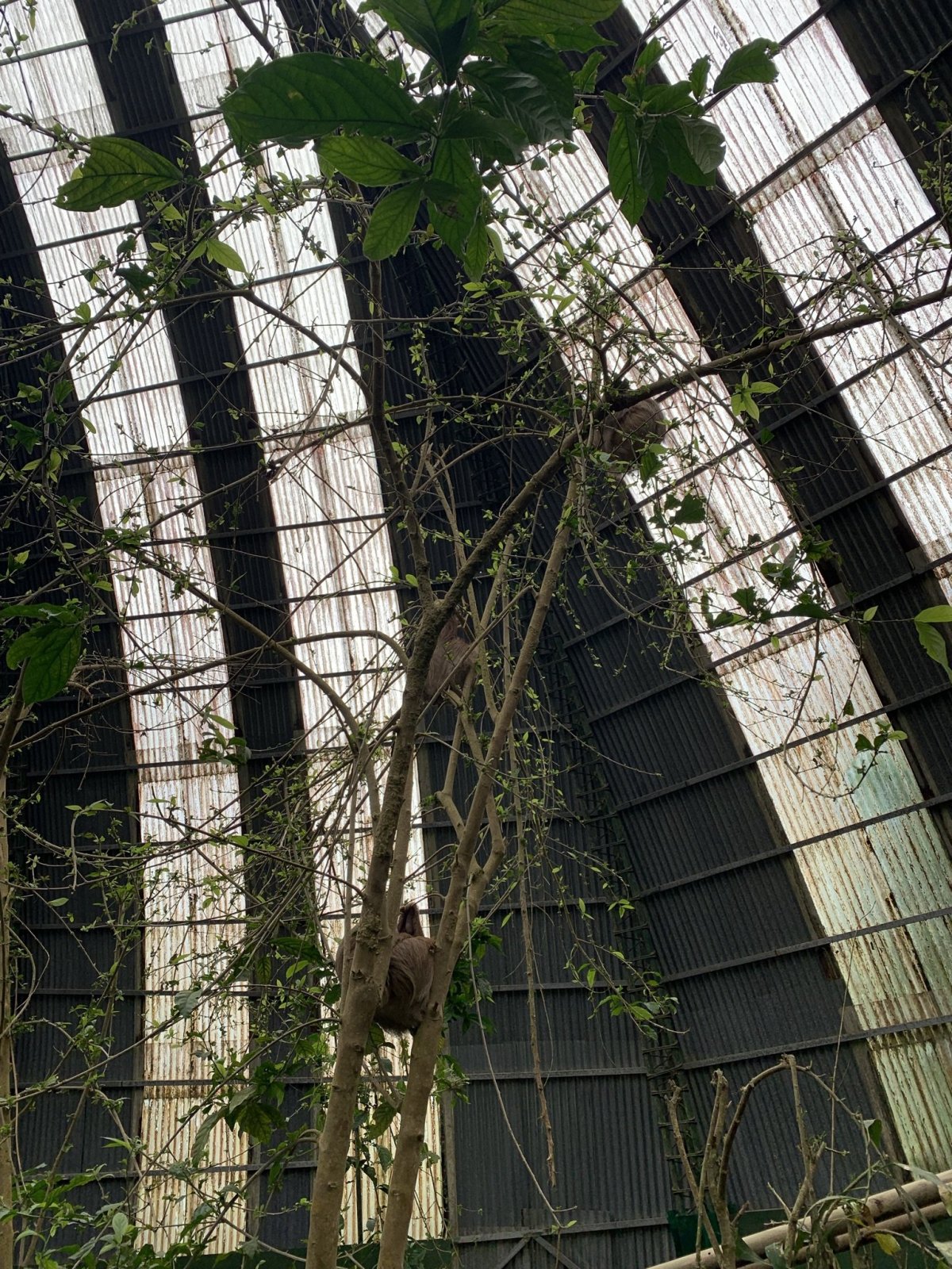 záchranná stanice lenochodů