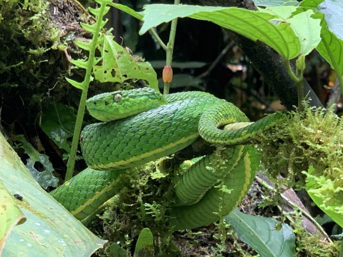 zmije palmová jedovatá