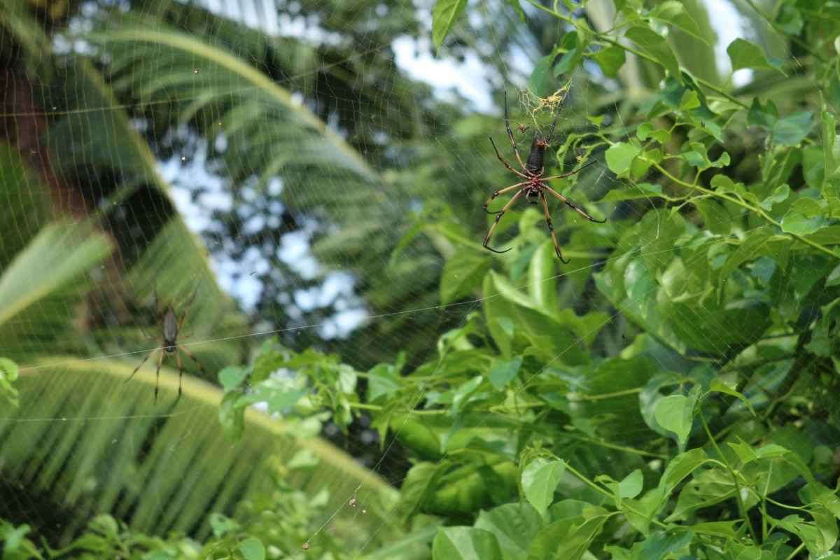 Pavouci na Anse Soleil vysí nad hlavami.