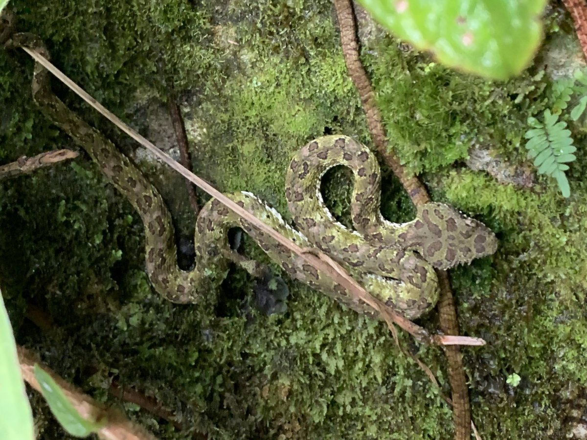 jedovatý had cestou 