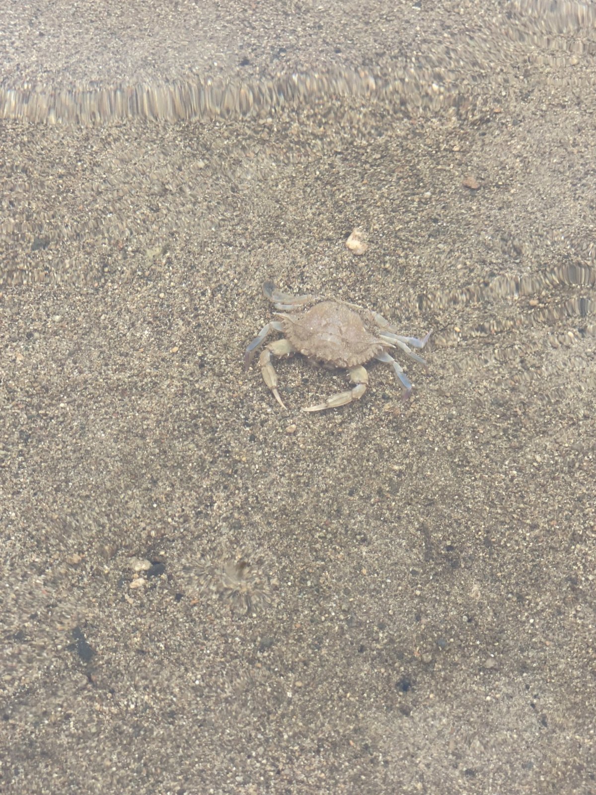 Krabík (mrtvej)