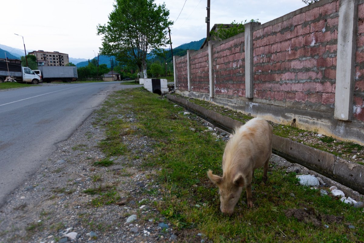 Večeřící prase při zastávce ve vesnici Jvari