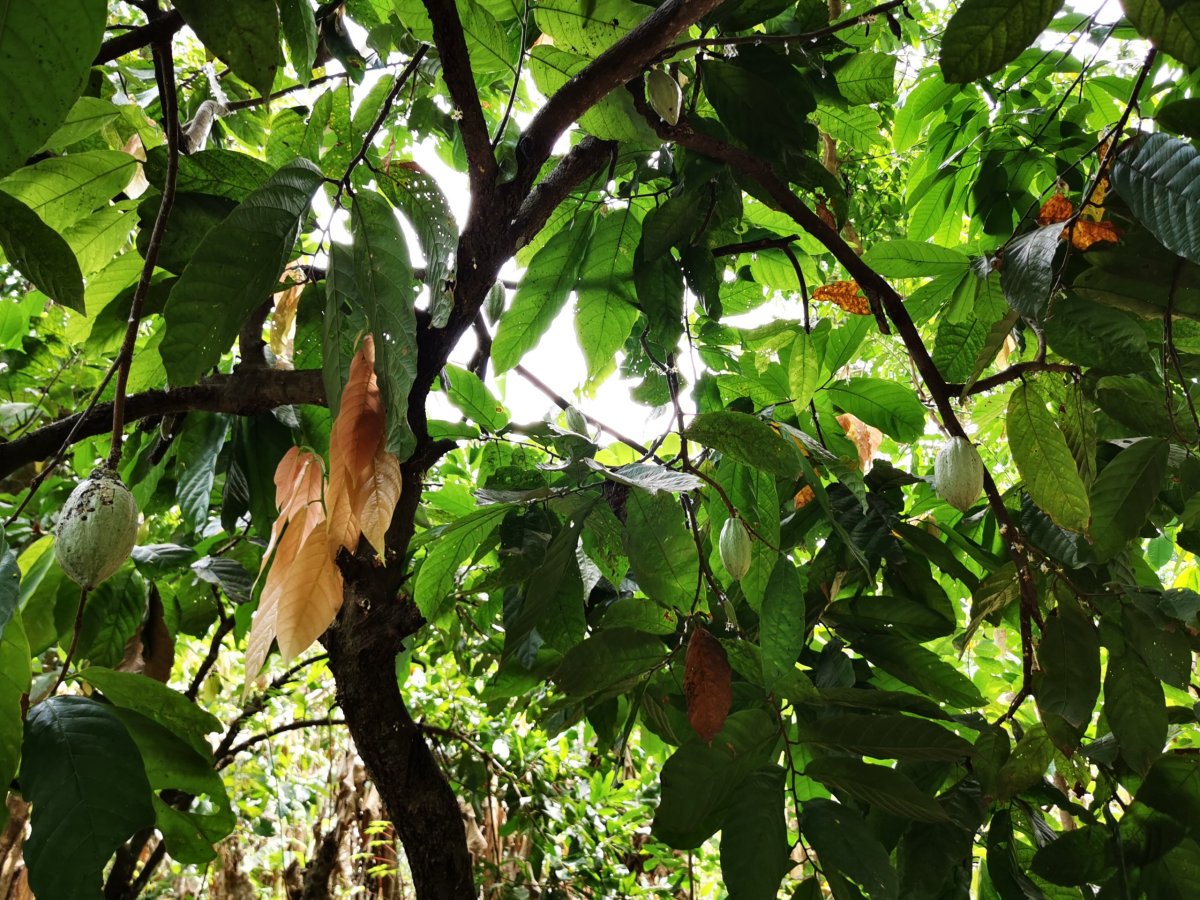 Kakaovník v Togu