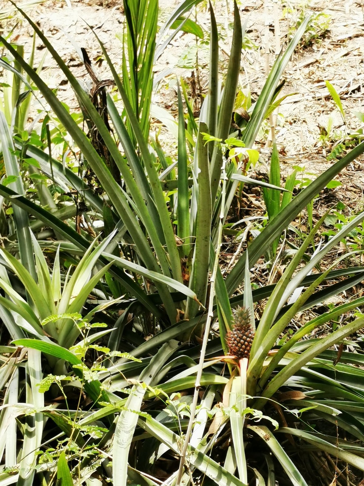 Divo rastúci ananás