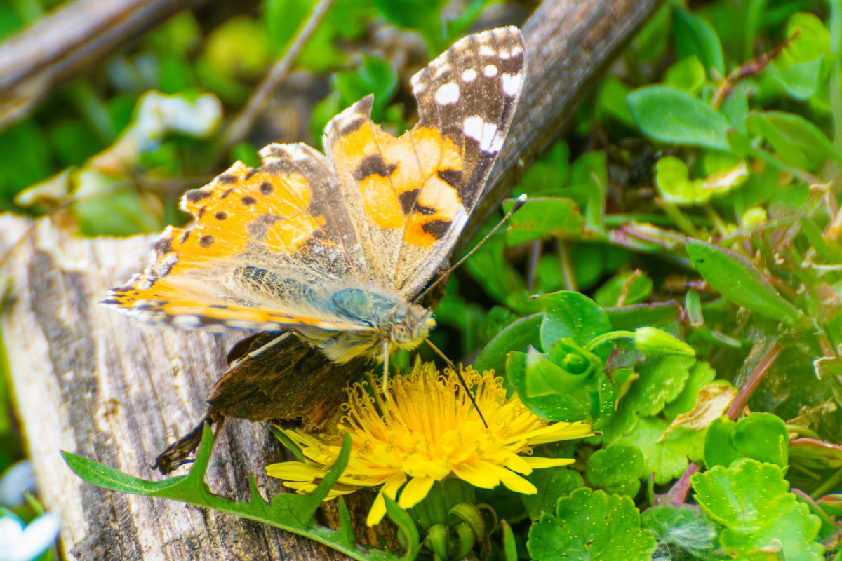 Divá fauna v horách Horní Svanetie - Babočka bodláková