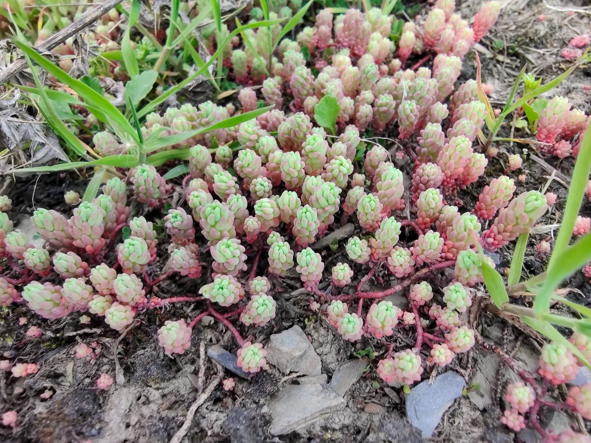 Místní kolonie mini skalniček v Chalaadi