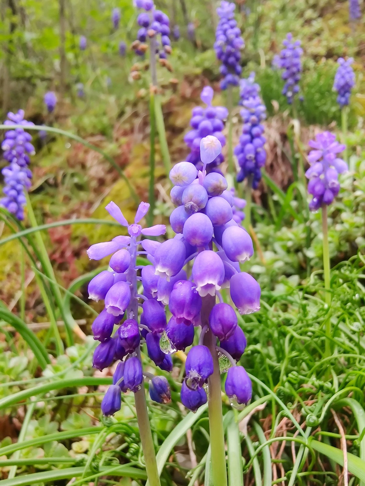 Modřenec arménský zabloudil do Gruzie