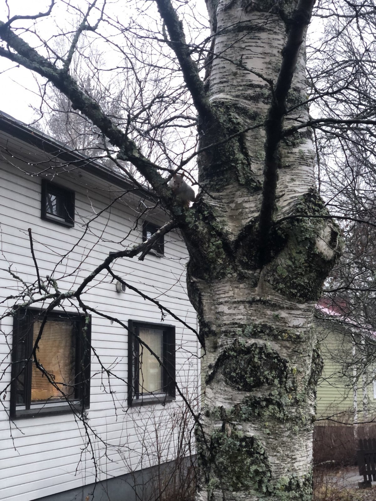 Veverky jsou tu úplně všude