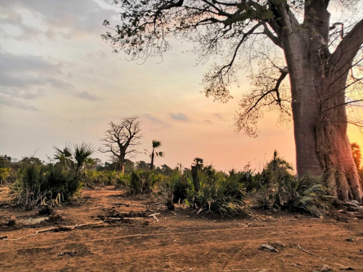 Jako v Cestě do pravěku