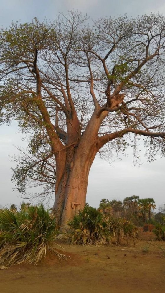 Baobab