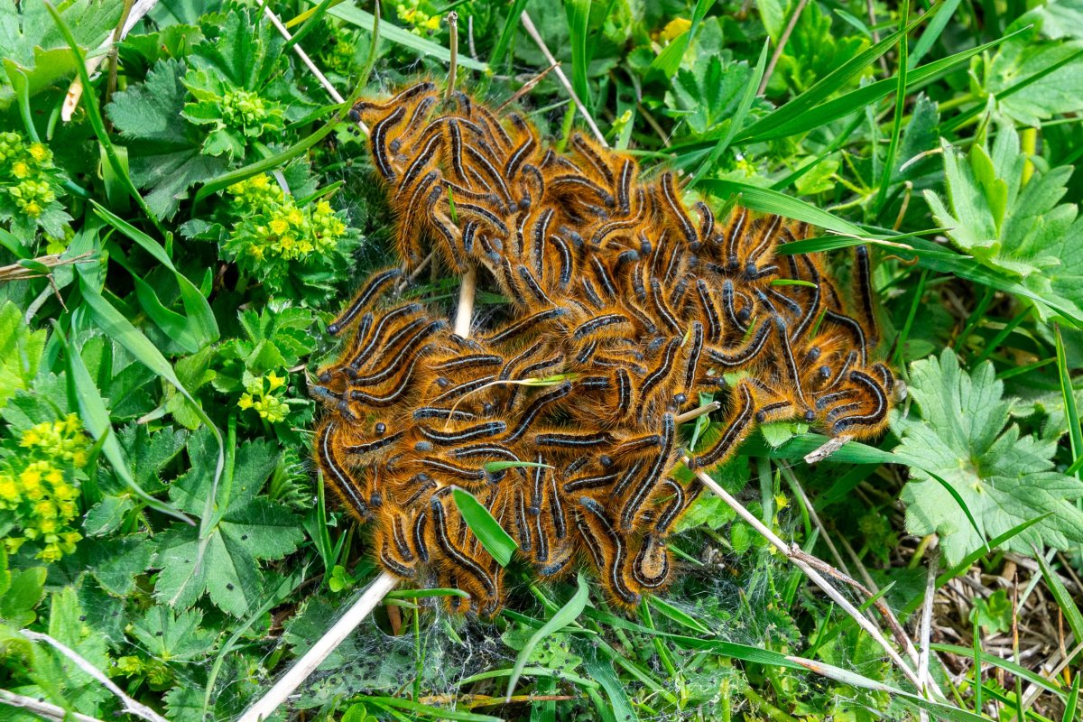 Obranná konstelace housenek, asi Aporia crataegi