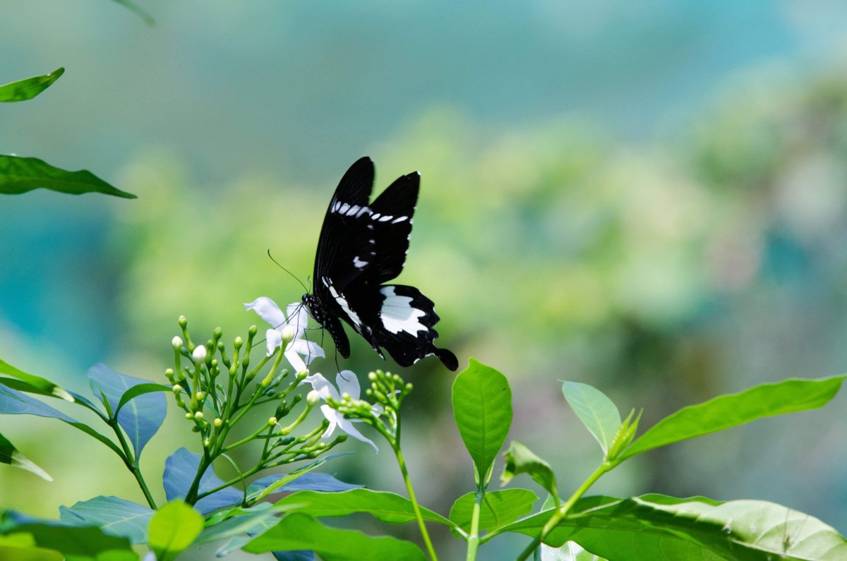 Motýlí zahrada